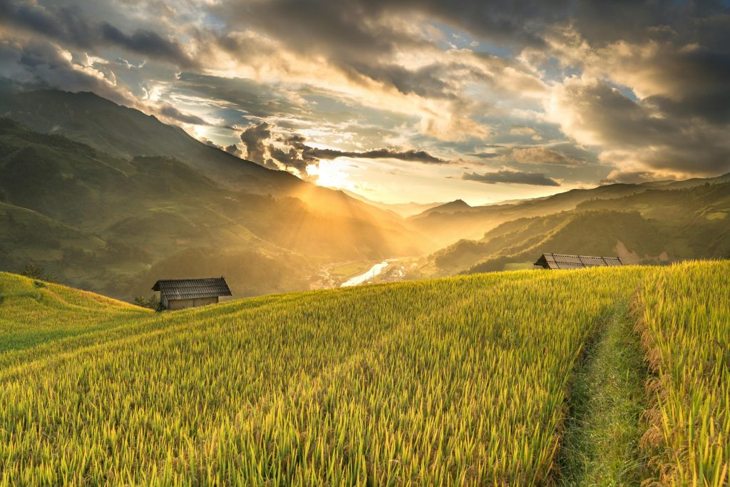 AI in Agriculture