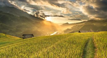 AI in Agriculture: Everything Artificial Intelligence in Agriculture